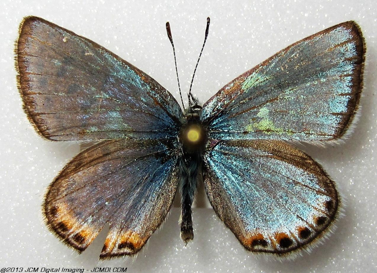 Plebejus chlorina (The Chlorine Blue, Kern Co, Lake Isabella area)